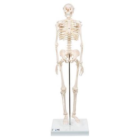 3B SCIENTIFIC Mini Skeleton Shorty - w/ 3B Smart Anatomy 1000039